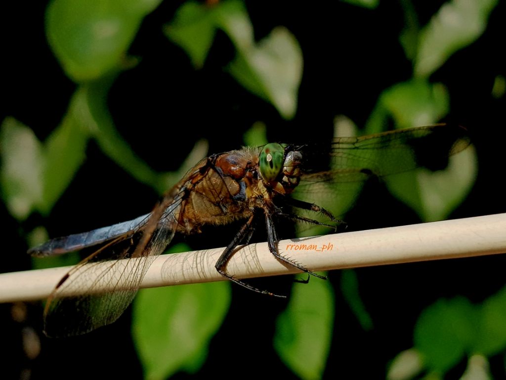 Orthetrum Brunneum?